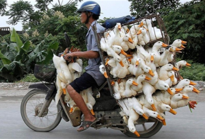 Camboya Transportando patos
